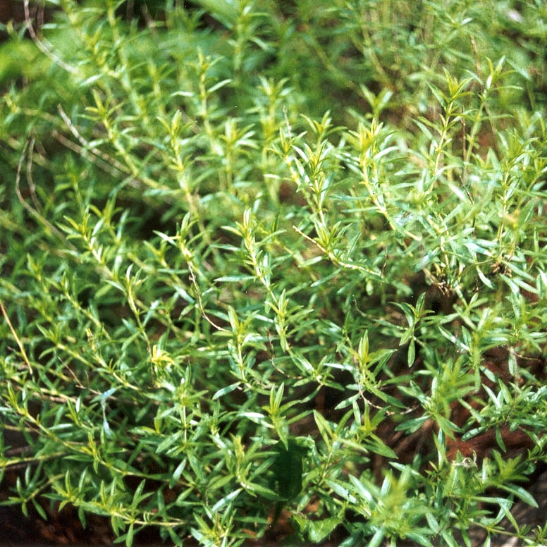 Satureja hortensis