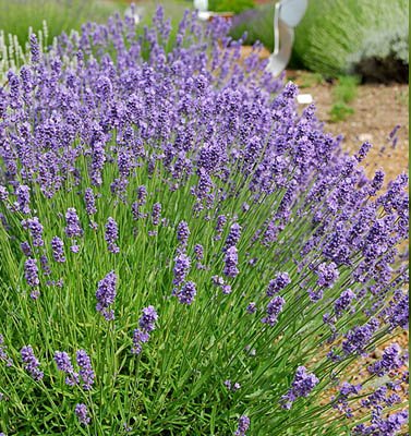 Lavandula Angustifolia 'Melissa Lilac'℗