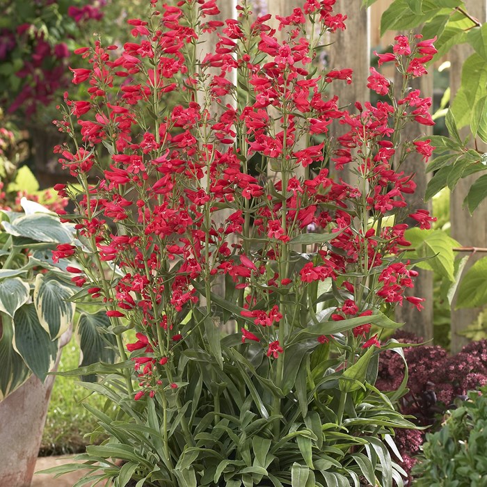 Penstemon 'Riding Hood' Ppaf®-Serie