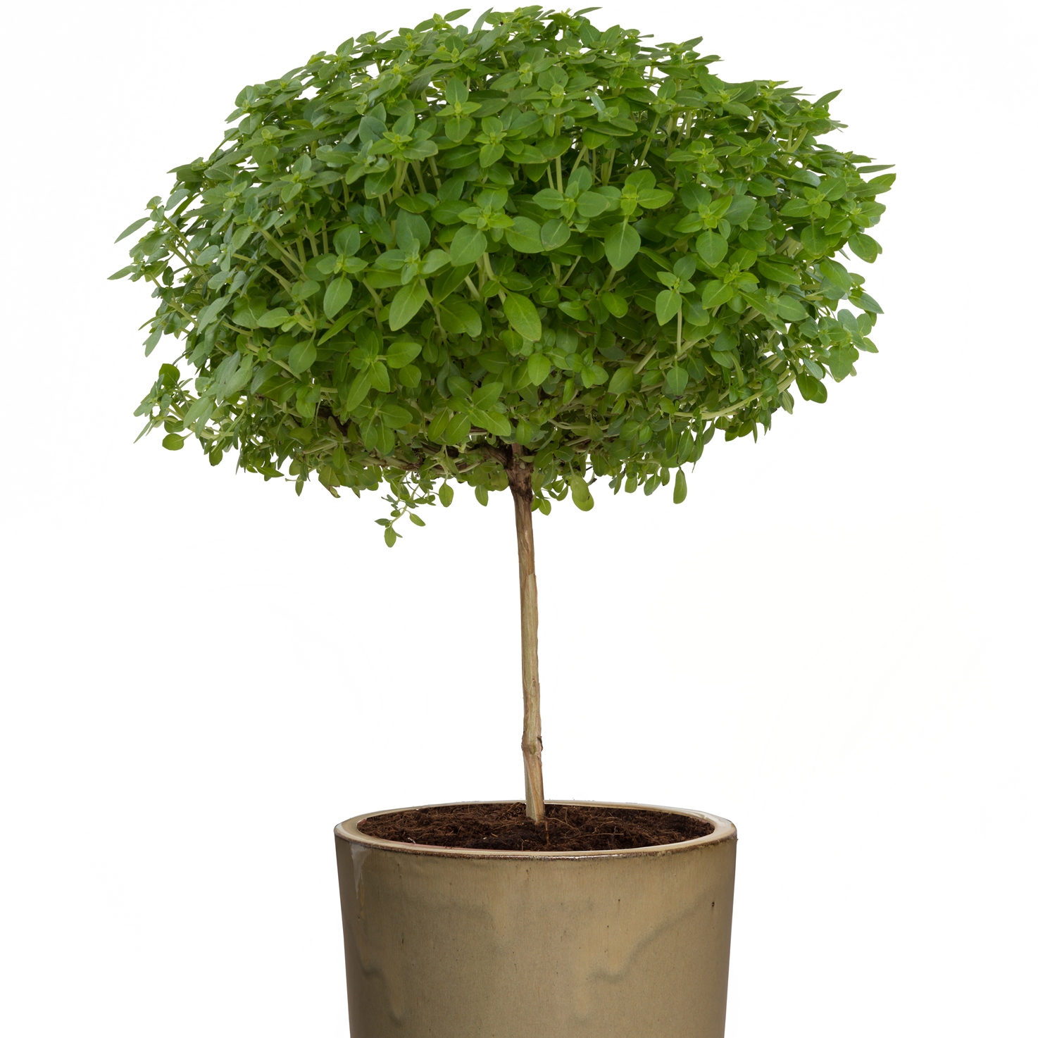 Ocimum Basil Tree FuntaStick