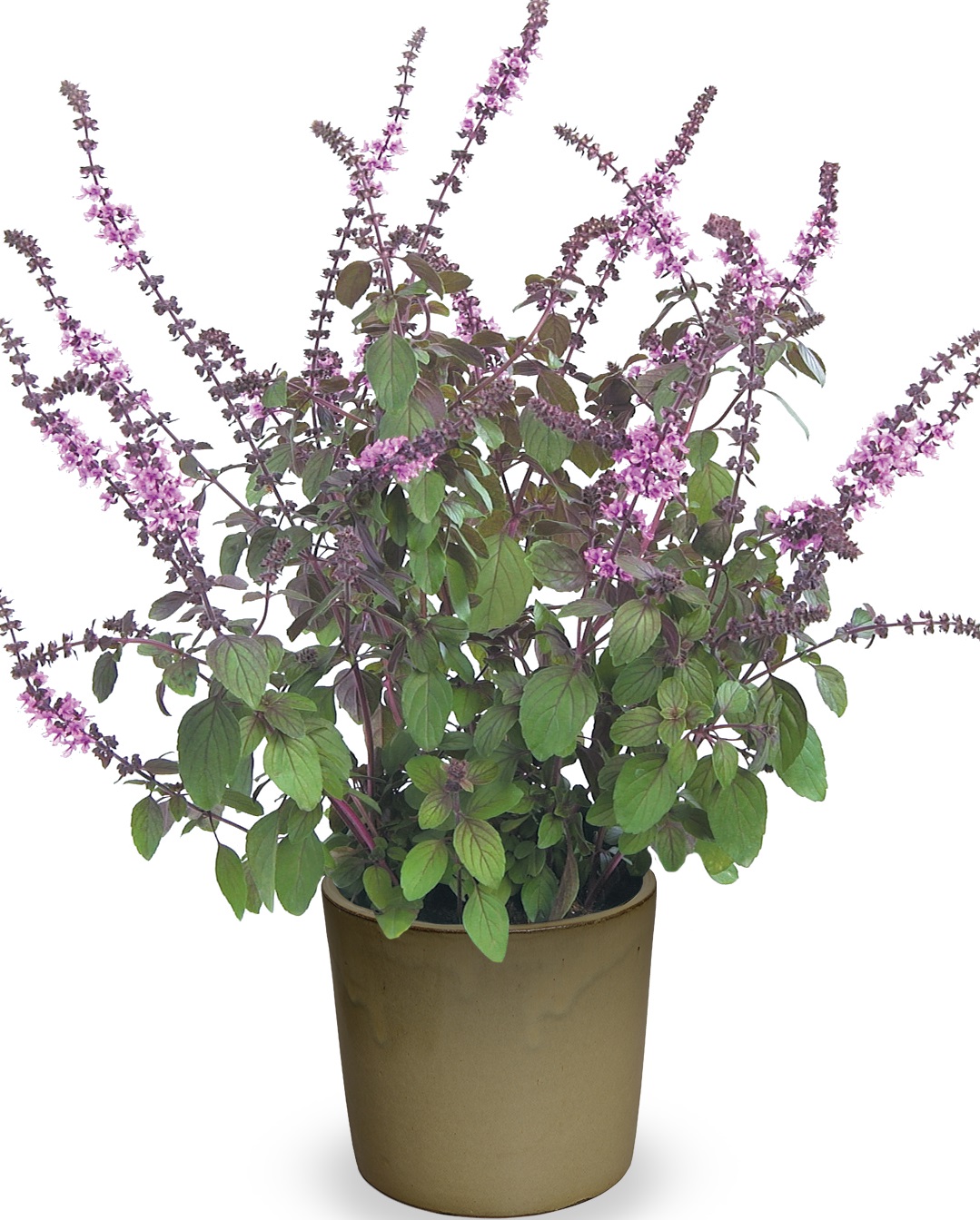 Ocimum basilicum Magic Mountain TM