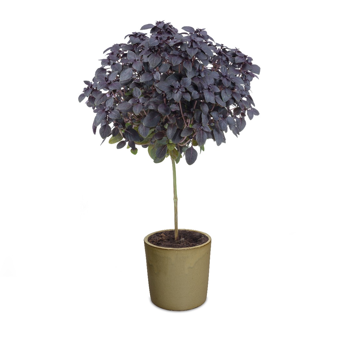 Ocimum Basil Tree FuntaStick